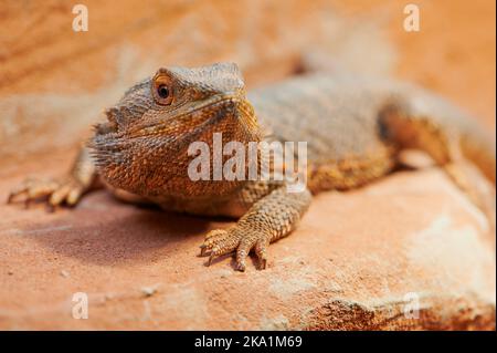 Männlicher bärtiger Drache, Makrofoto Stockfoto