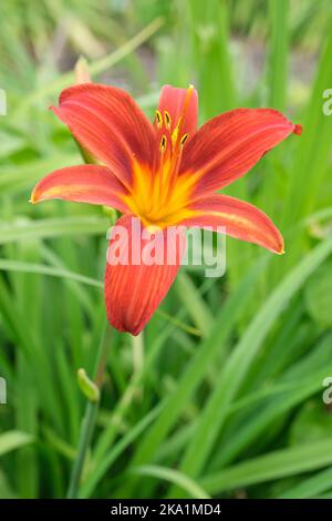 Hemerocallis fulva, gemeine orangene Taglilie, Evenfaden, Feuerlilie, Fulvous taglilie, Tawny Taglilie, Tigerlilie. Trompetenförmige, tinnig-orange Blüten Stockfoto