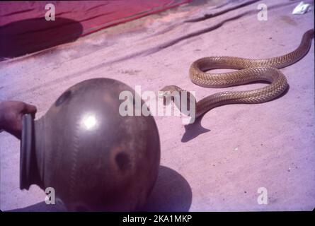 Nag Panchami Festival in Battis Shirala Village:- Shirala Village liegt im Sangli District von Maharashtra und ist berühmt für Snake oder Nag Anbetung und Ausstellung von Schlangen während Nag Panchami. Nag Panchami fällt am 5.. Tag von Shravan Mas (Juli/Aug), dieses Festival ist mehr als 100 Jahre alt. Es spiegelt den Glauben der Vorfahren der Dorfbewohner in Lord Shiva wider. Stockfoto