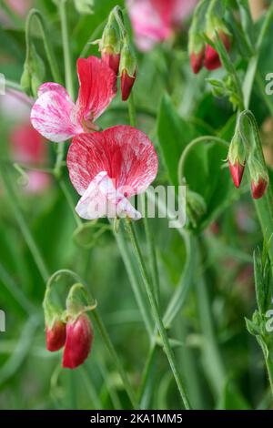 Lathyrus odoratus 'America', süße Erbsenwurst 'America'. Grandiflora-Erbsen. Rot-weiße Blume Stockfoto