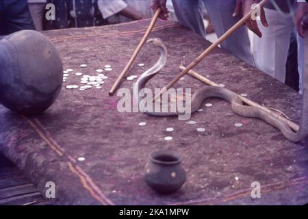 Nag Panchami Festival in Battis Shirala Village:- Shirala Village liegt im Sangli District von Maharashtra und ist berühmt für Snake oder Nag Anbetung und Ausstellung von Schlangen während Nag Panchami. Nag Panchami fällt am 5.. Tag von Shravan Mas (Juli/Aug), dieses Festival ist mehr als 100 Jahre alt. Es spiegelt den Glauben der Vorfahren der Dorfbewohner in Lord Shiva wider. Stockfoto