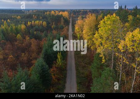 Eine riesige Ebene, die von einem gemischten, Nadelwald bedeckt ist. In der Mitte befindet sich eine Schotterstraße. Es ist Herbst, die Blätter sind gelb und braun. Stockfoto