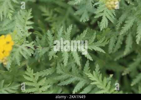 Tanacetum vulgare, Tansy, Compositae. Eine wilde Pflanze schoss im Herbst. Stockfoto