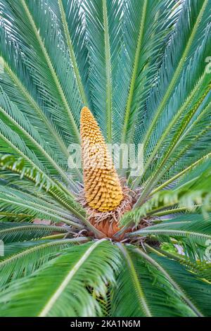 Cycas revoluta, japanische Sagopalme, Cycad, Cycas sexseminifera, Cycas miquel. Palmenartig immergrüne mehrjährige goldbraune, eiförmige Blütenstände Stockfoto