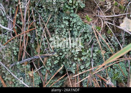 Cladonia fimbriata, die Trompetenschale Flechten, Cladoniaceae. Eine wilde Pflanze schoss im Herbst. Stockfoto