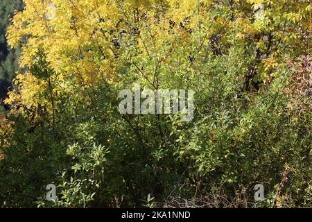 Ligustrum vulgare, Gemeine Schwertlilze, Oleaceae. Eine wilde Pflanze schoss im Herbst. Stockfoto