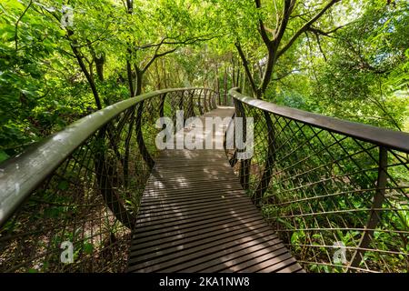 Der Boomslang Luftweg durch das Baumkronendach des Kirstenbosch National Botanical Garden in Kapstadt, Westkap, Südafrika. Stockfoto