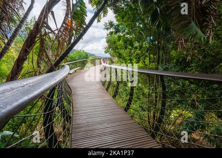 Der Boomslang Luftweg durch das Baumkronendach des Kirstenbosch National Botanical Garden in Kapstadt, Westkap, Südafrika. Stockfoto