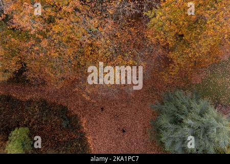 Im Priory Park in Warwick wandern die Menschen durch die Herbstfarbe der Blätter, die von einem Baum gefallen sind. Bilddatum: Montag, 31. Oktober 2022. Stockfoto