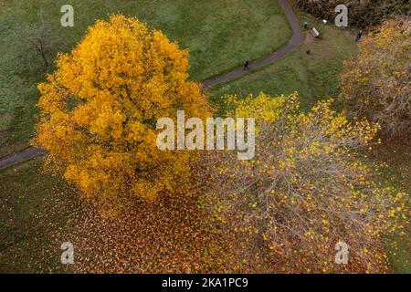 Im Priory Park in Warwick wandern die Menschen durch die Herbstfarbe der Blätter, die von einem Baum gefallen sind. Bilddatum: Montag, 31. Oktober 2022. Stockfoto