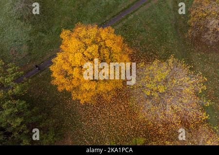 Im Priory Park in Warwick wandern die Menschen durch die Herbstfarbe der Blätter, die von einem Baum gefallen sind. Bilddatum: Montag, 31. Oktober 2022. Stockfoto