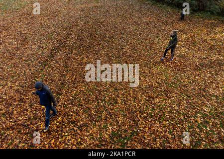 Im Priory Park in Warwick wandern die Menschen durch die Herbstfarbe der Blätter, die von einem Baum gefallen sind. Bilddatum: Montag, 31. Oktober 2022. Stockfoto