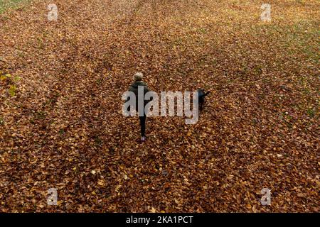 Eine Frau geht mit ihrem Hund durch die herbstliche Farbe der Blätter, die von einem Baum im Priory Park in Warwick fallen. Bilddatum: Montag, 31. Oktober 2022. Stockfoto