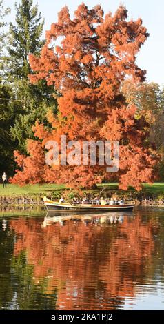 30. Oktober 2022, Sachsen-Anhalt, Wörlitz: Eine Gondel fährt bei milden Temperaturen am See vorbei an einem herbstlichen Urmammutbaum im historischen Wörlitzer Park. Der Park ist das Herzstück des Gartenreiches Dessau-Wörlitz. Die Stätte ist ein UNESCO-Weltkulturerbe. Foto: Waltraud Grubitzsch/dpa Stockfoto