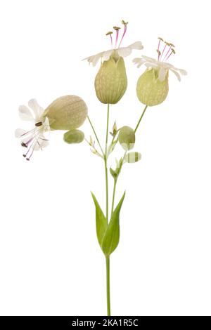 Blase campion Blüten isoliert auf weiß Stockfoto