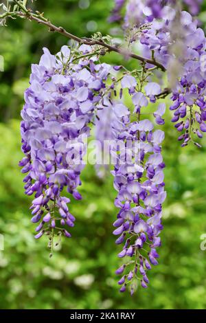 Hängende Glyzinien blühen im Frühling Stockfoto