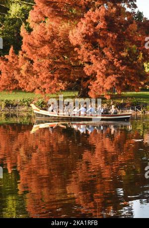 30. Oktober 2022, Sachsen-Anhalt, Wörlitz: Eine Gondel fährt bei milden Temperaturen am See vorbei an einem herbstlichen Urmammutbaum im historischen Wörlitzer Park. Der Park ist das Herzstück des Gartenreiches Dessau-Wörlitz. Die Stätte ist ein UNESCO-Weltkulturerbe. Foto: Waltraud Grubitzsch/dpa Stockfoto