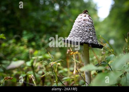 Ochsenhausen, Deutschland. 18. Oktober 2022. Ein Coprinus comatus (Haubenklatschen) steht im Wald am Wegesrand. Die Haubenkitscherei ist ein lebenswichtiger Pilz, der nach Studien und Erfahrungen der Anwender unterschiedliche positive Eigenschaften am Körper haben sollte. Quelle: Felix Kästle/dpa/Alamy Live News Stockfoto