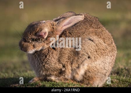 Ein wildes Kaninchen mit Myxomatose in Westerdale, dem North Yorkshire Moors National Park, England Stockfoto