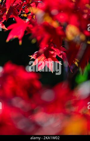 Farbenfrohes Herbstlaub von acer palmatum, japanischem Ahorn Stockfoto
