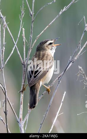 Sedge-Waldsänger, der in den Reedbeds des RSPB Titchwell Marsh Nature Reserve, Norfolk, England, singt. Es ist ein Sommer-Besucher in Großbritannien. Migrant. Stockfoto