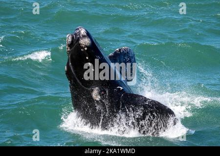 Der südliche rechte Wal (Eubalaena australis), der Kalb durchbrechend, zeigt Veraltungen. Hermanus, Whale Coast, Overberg, Western Cape, Südafrika. Stockfoto