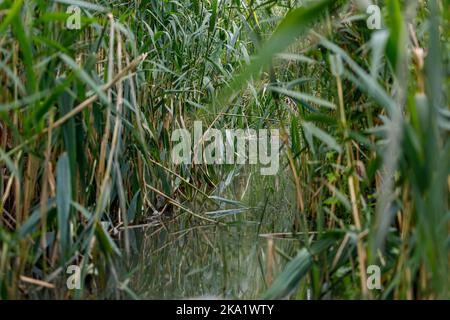 Die Sümpfe und Wildnis des Donaudeltas in Rumänien Stockfoto