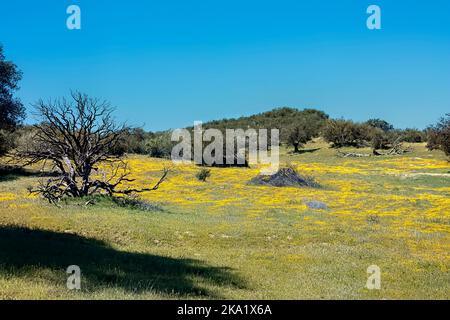 Felder von Dandelionen in der Anza Borrego Wüste, Pacific Crest Trail, Julian, Kalifornien, USA Stockfoto