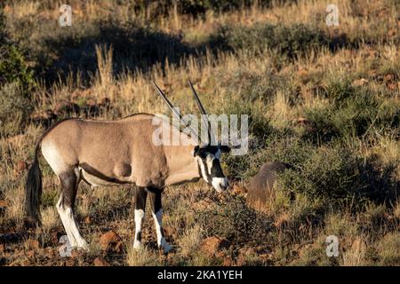 Gemsbok oder südafrikanischer Oryx (Oryx gazella). Karoo, Beaufort West, Westkap, Südafrika Stockfoto