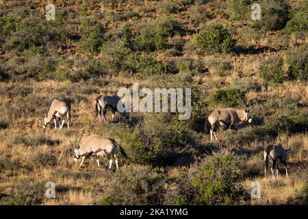 Gemsbok oder südafrikanischer Oryx (Oryx gazella). Karoo, Beaufort West, Westkap, Südafrika Stockfoto