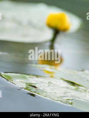 Ein Teichskater läuft auf dem Blatt, mit einem Spatterdock und seiner Reflexion im Hintergrund, Region Moskau, Russland Stockfoto