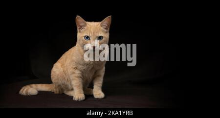 Kleine hellgelbe gestromte Katze, die auf ihren Hinterbeinen sitzt, im Profil gesehen, mit dem Kopf nach vorne auf einem schwarzen Leinwandhintergrund Stockfoto