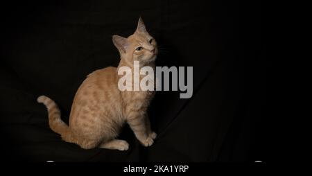 Kleine hellgelbe gestromte Katze, die auf ihren Hinterbeinen sitzt, im Profil gesehen, mit dem Kopf, der auf einem schwarzen Leinwandhintergrund aufschaut Stockfoto