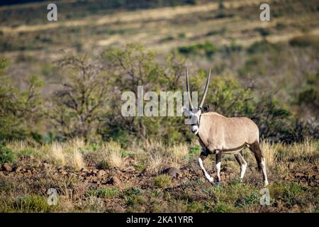 Gemsbok oder südafrikanischer Oryx (Oryx gazella). Karoo, Beaufort West, Westkap, Südafrika Stockfoto