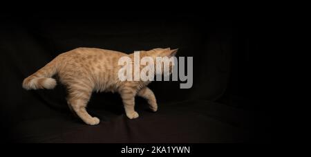 Kleine hellgelbe gestromte Katze, die im Profil auf einem schwarzen Leinwandhintergrund gesehen wird Stockfoto