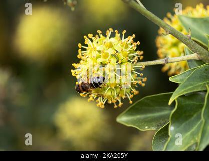 Die Drohnenfliege ist ein gewöhnliches Mitglied der Familie und ähnelt eher einer männlichen Honigbiene, als wie die meisten anderen Schwebfliegen eine Wespe zu imitieren. Stockfoto