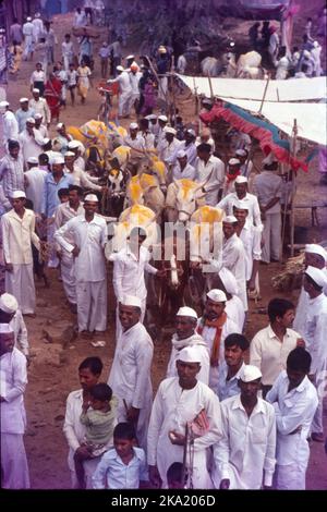 Bail Pola ist ein Dankfest, das von den Bauern in Maharashtra gefeiert wird, um die Bedeutung von Stieren und Ochsen anzuerkennen, die ein entscheidender Teil der Landwirtschaft und Landwirtschaft sind. Während der Pola arbeiten die Bauern ihre Bullen nicht auf dem Ackerland, zur Vorbereitung auf das Fest werden die Bullen gewaschen und mit Ölen massiert. Sie sind mit Schals, Glocken und Blumen geschmückt, ihre Hörner sind farbig und sie bekommen neue Zügel und Seile. Die geschmückten Stiere und Ochsen werden in einer Prozession zum Dorffeld begleitet von Musik und Tanz geführt. Stockfoto