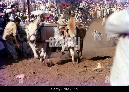 Bullock & Bullock Cart Races, eine beliebte Sportart im ländlichen Maharashtra, wurden 2014 mit der Begründung verboten, dass sie Tierquälerei waren. Diese Rennen gehören zu den Hauptattraktionen auf Dorfmessen. Rennbegeisterte behaupten, dass diese Ereignisse auch der ländlichen Wirtschaft zugute kommen. Stockfoto