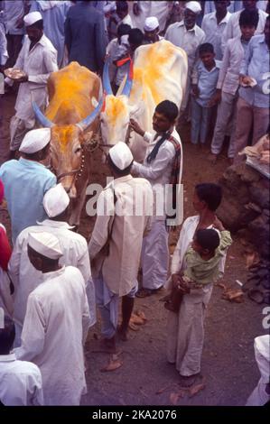 Bail Pola ist ein Dankfest, das von den Bauern in Maharashtra gefeiert wird, um die Bedeutung von Stieren und Ochsen anzuerkennen, die ein entscheidender Teil der Landwirtschaft und Landwirtschaft sind. Während der Pola arbeiten die Bauern ihre Bullen nicht auf dem Ackerland, zur Vorbereitung auf das Fest werden die Bullen gewaschen und mit Ölen massiert. Sie sind mit Schals, Glocken und Blumen geschmückt, ihre Hörner sind farbig und sie bekommen neue Zügel und Seile. Die geschmückten Stiere und Ochsen werden in einer Prozession zum Dorffeld begleitet von Musik und Tanz geführt. Stockfoto