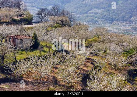 Kirschbäume blühen in Jerte, Spanien Stockfoto