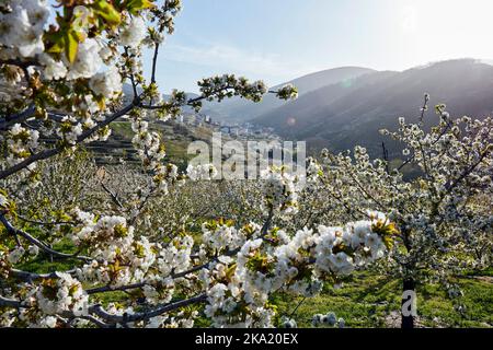 Kirschbäume blühen in Jerte, Spanien Stockfoto