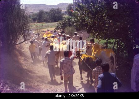 Bail Pola ist ein Dankfest, das von den Bauern in Maharashtra gefeiert wird, um die Bedeutung von Stieren und Ochsen anzuerkennen, die ein entscheidender Teil der Landwirtschaft und Landwirtschaft sind. Während der Pola arbeiten die Bauern ihre Bullen nicht auf dem Ackerland, zur Vorbereitung auf das Fest werden die Bullen gewaschen und mit Ölen massiert. Sie sind mit Schals, Glocken und Blumen geschmückt, ihre Hörner sind farbig und sie bekommen neue Zügel und Seile. Die geschmückten Stiere und Ochsen werden in einer Prozession zum Dorffeld begleitet von Musik und Tanz geführt. Stockfoto