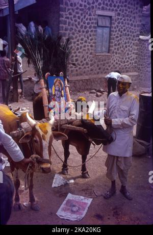 Bail Pola ist ein Dankfest, das von den Bauern in Maharashtra gefeiert wird, um die Bedeutung von Stieren und Ochsen anzuerkennen, die ein entscheidender Teil der Landwirtschaft und Landwirtschaft sind. Während der Pola arbeiten die Bauern ihre Bullen nicht auf dem Ackerland, zur Vorbereitung auf das Fest werden die Bullen gewaschen und mit Ölen massiert. Sie sind mit Schals, Glocken und Blumen geschmückt, ihre Hörner sind farbig und sie bekommen neue Zügel und Seile. Die geschmückten Stiere und Ochsen werden in einer Prozession zum Dorffeld begleitet von Musik und Tanz geführt. Stockfoto