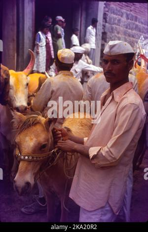 Bail Pola ist ein Dankfest, das von den Bauern in Maharashtra gefeiert wird, um die Bedeutung von Stieren und Ochsen anzuerkennen, die ein entscheidender Teil der Landwirtschaft und Landwirtschaft sind. Während der Pola arbeiten die Bauern ihre Bullen nicht auf dem Ackerland, zur Vorbereitung auf das Fest werden die Bullen gewaschen und mit Ölen massiert. Sie sind mit Schals, Glocken und Blumen geschmückt, ihre Hörner sind farbig und sie bekommen neue Zügel und Seile. Die geschmückten Stiere und Ochsen werden in einer Prozession zum Dorffeld begleitet von Musik und Tanz geführt. Stockfoto