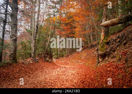 Pfad in einem Buchenwald, der im Herbst mit trockenen Blättern bedeckt ist, im Nationalpark Ordesa y Monte Perdido in Huesca, Spanien Stockfoto