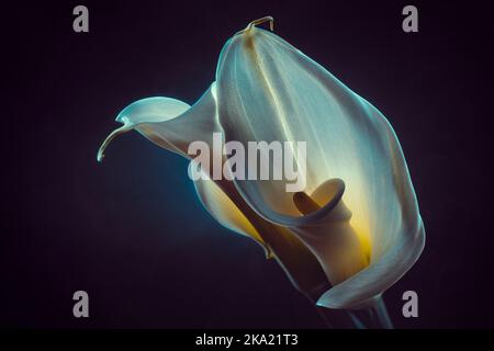 Zwei bunte Blüten von Callas Stockfoto