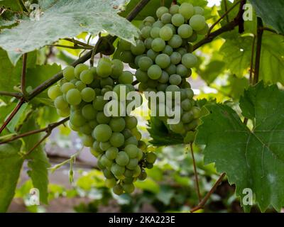 Grüne Trauben hängen an den Reben. Reife süße Früchte, die in einem deutschen Garten angebaut werden. Natürliche Lebensmittel in Bio-Qualität wachsen im Sommer. Stockfoto