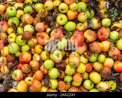 Gefallene Äpfel auf dem Boden Hintergrund. Verschiedene Farben und Bedingungen der Früchte. Reife, unreife und faule Äpfel in der Herbstsaison. Stockfoto