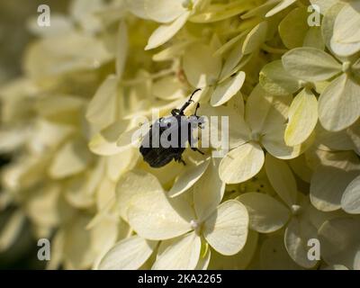 Schwarzer Chafer (Cetoniinae). Makrofotografie eines Skarabäus, der auf den weißen Blüten kriecht. Deutsche Tierwelt in einer natürlichen Gartenumgebung. Stockfoto