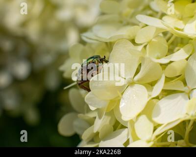 Blütenchafer (Cetoniinae) mit einem grün schimmernden Körper. Der Skarabäus krabbelt auf den weißen Blüten. Der glänzende Kopf befindet sich in einer Nahaufnahme. Stockfoto